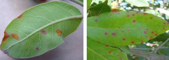 The beginning of myrtle rust: newly formed bright yellow pustules, and small purple spots. Photo © The State of Queensland (through the Department of Agriculture, Fisheries and Forestry, 2014).