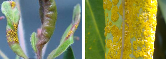 The legions then get bigger, along with masses of bright yellow spores. Photo © The State of Queensland (through the Department of Agriculture, Fisheries and Forestry, 2014).