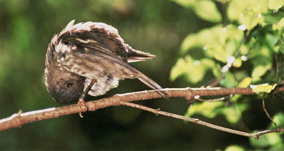 Female stitchbird.