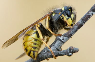 Common wasp. 