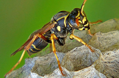 Paper wasp. 