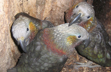 Kākā fledglings in Waitutu Forest. 