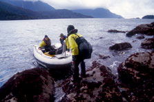 Checking coastal stoat traps on Secretary Island. Photo: Graham Dainty.