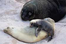 New Zealand sea lion male, female and pup, Enderby Island, Auckland Islands. Photo copyright: Tui de Roy. DOC use only.