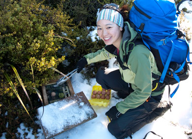 A volunteer replaces the lure in a DOC-200 trap. 