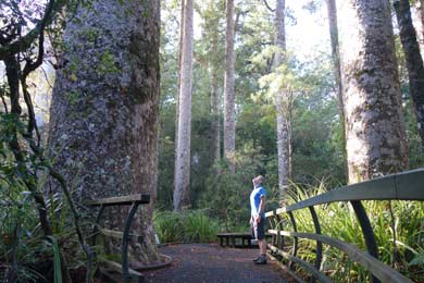 Seating area in a kauri grove. 