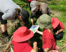 Kaitieke School students identifying insects in their green space using the NZ Invertebrates ID guide. 