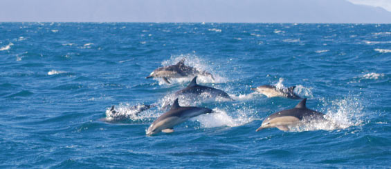 Common dolphin pod in the Cook Strait Area. Photo: Nadine Gibbs.