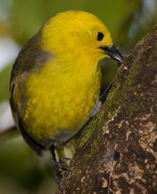 Mōhua/yellowhead. Photo: © James Reardon.