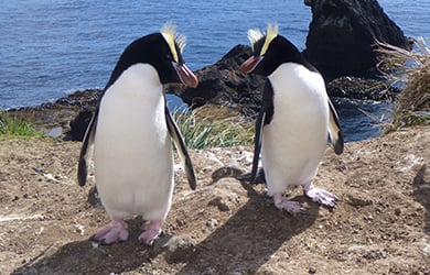 Erect-crested penguins