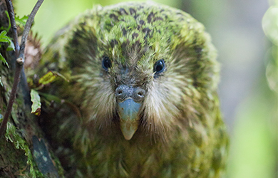 Stella the kākāpō