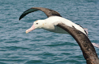 Gibson's albatross. Photo: Katherine Clements. 