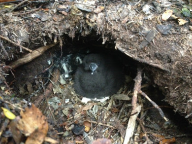 Black petrel chick in burrow on Great Barrier Island. Photo: Katherine Clements. 