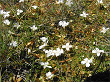 An ephemeral turf ‘carpet’.