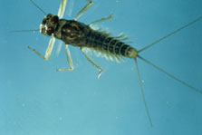 Large swimming mayfly, larva. Photo: Kevin J Collier.