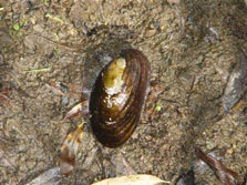 Freshwater mussel. Photo: S Charteris.