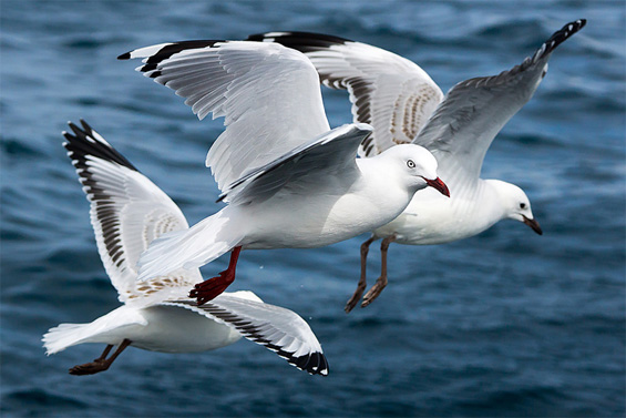 Red-billed gulls. Photo © David Cook www.flickr.com/photos/kookr/ 