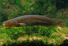 Chatham Island mudfish. Photo: Rod Morris.