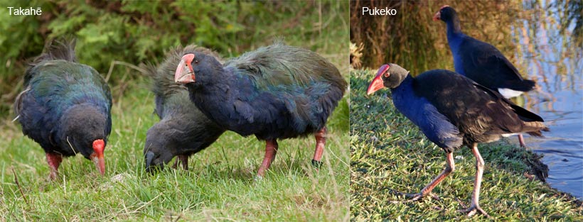 Takahē compared with pukeko. 