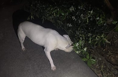 White dog on a concrete path photographed at nightime from above.