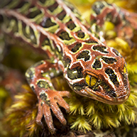 Harlequin gecko 