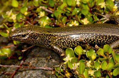 Awakopaka skink. 