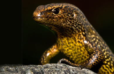 Awakopaka skink. 