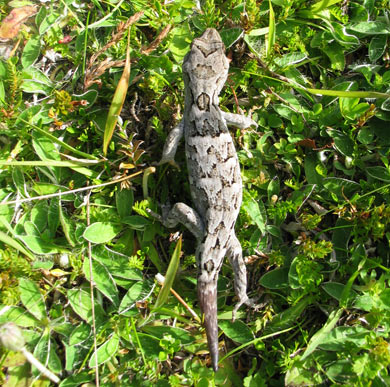 Cupola basin gecko. 