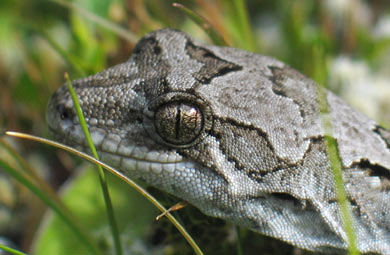 Cupola basin gecko. 