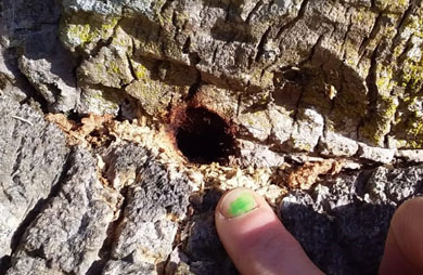 Drill hole in trunk of tree. 