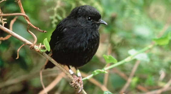 Chatham Island black robin. Photo: Graeme A Taylor. 