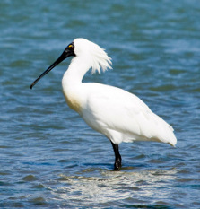 Royal spoonbill. Photo copyright: Rob Scotcher DOC USE ONLY.