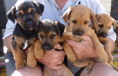 Conservation puppies. 
