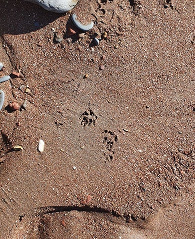 motutapu-stoat-footprint-390.jpg