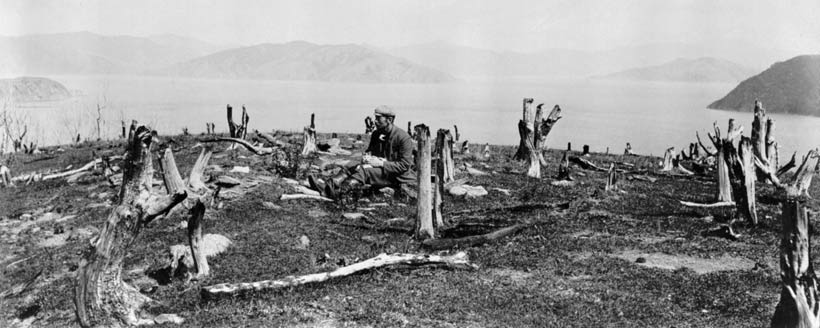 Man sitting among burnt forest land. 