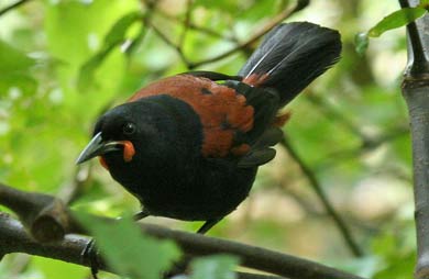 Saddleback in tree. 