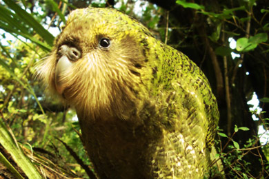 A kākāpō with an outstretched head looking towards the camera.