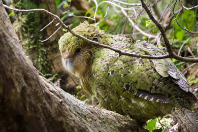 A kākāpō perched in a low hanging large branch.