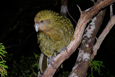 A kākāpō perched at night on a thin tree extending out of the ground.