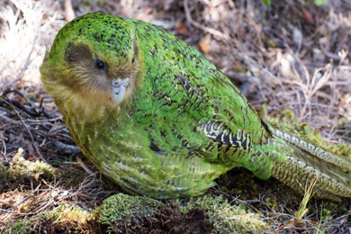 A kākāpō looks behind itself while standing on a small slope. It's strong green plummage is very visible due to being in direct sunlight.