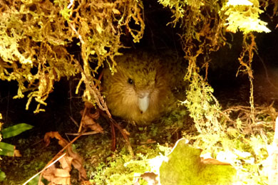 A kākāpō hiding away in a tunnel underground covered in green moss. The bird blends in quite well.