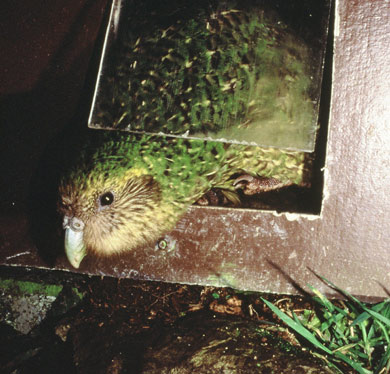 Kākāpō Hoki uses a door in her pen, 1996. 