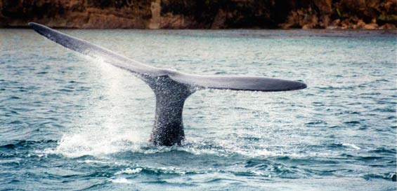 Southern right whale, showing flukes in Karitane, Otago. Photo: Nicola Vallance.