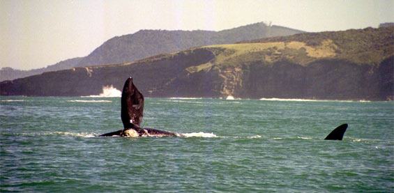 Southern right whale showing side fluke, Tautuku Peninsula. Photo: Erin Green.