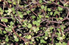 Shrubby tororaro. Photo: Jeremy Rolfe.