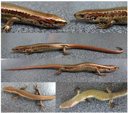 Several skinks showing features. 