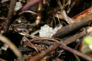 Close up of inanga eggs.