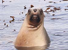 Female New Zealand sea lion in water. Photo: Andrew Maloney. DOC USE ONLY.
