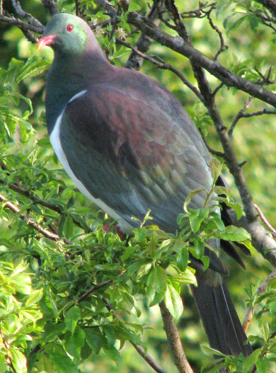 Kererū/New Zealand wood pigeon. 