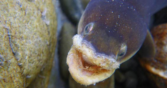 Longfin eel with fungal growth on lips. 